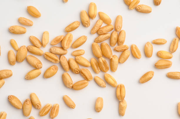 istock Seed of Wheat grain on white 1219646876