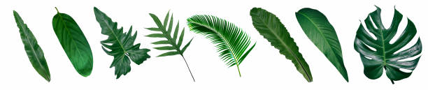 istock green leaves for background and wallpaper 1219646920