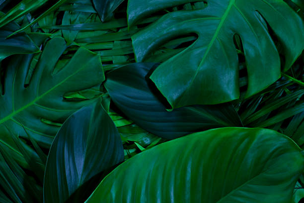 istock green leaves for background and wallpaper 1219646922