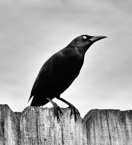 istock Common Grackle on Fence in Black and White 1219647679