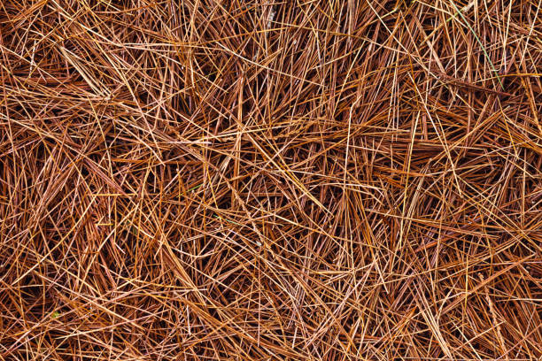 istock Pine needles covering the ground 1219648345