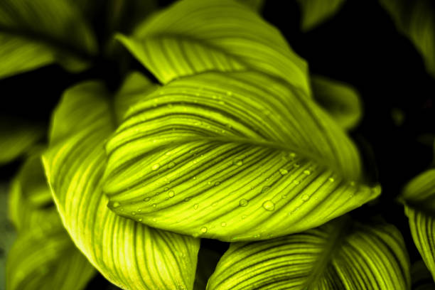 tropical leaves,(Spathiphyllum cannifolium)dark green foliage in jungle, nature background