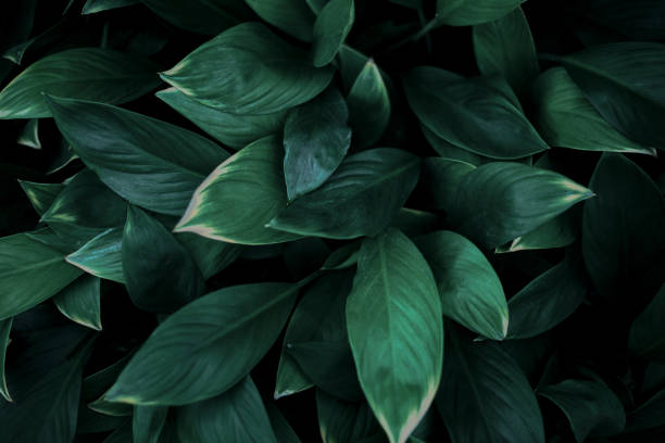 istock green leaves for background and wallpaper 1219649160