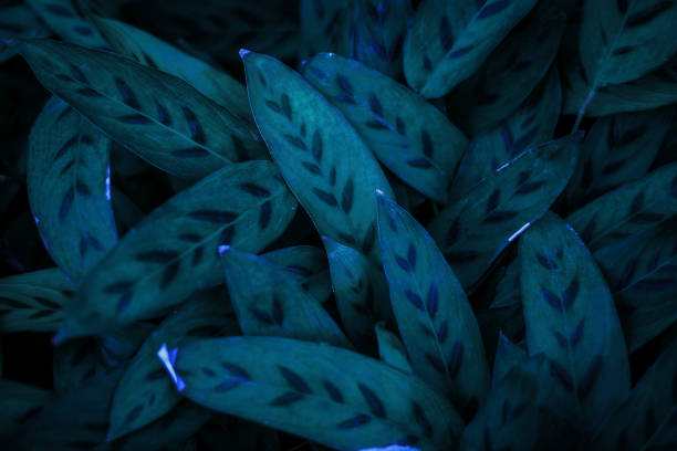 istock green leaves for background and wallpaper 1219649208