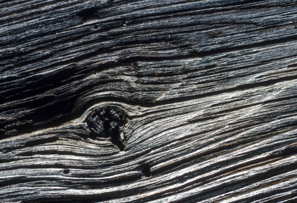 Great Smoky Mountains NP - Weathered Wood - 1991