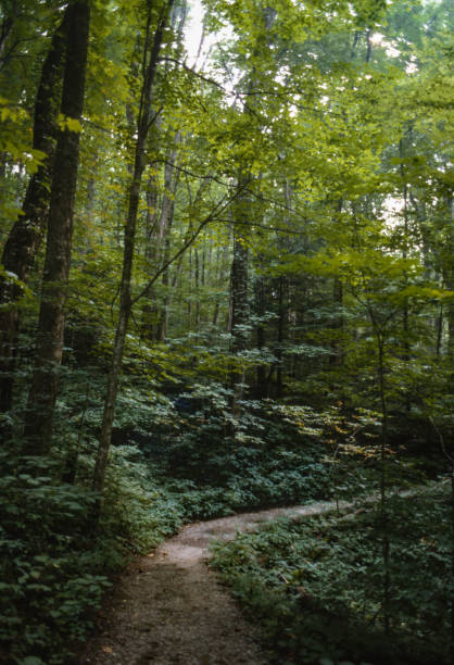 istock Great Smoky Mountains NP - Forest Trail - 1991 1219650637