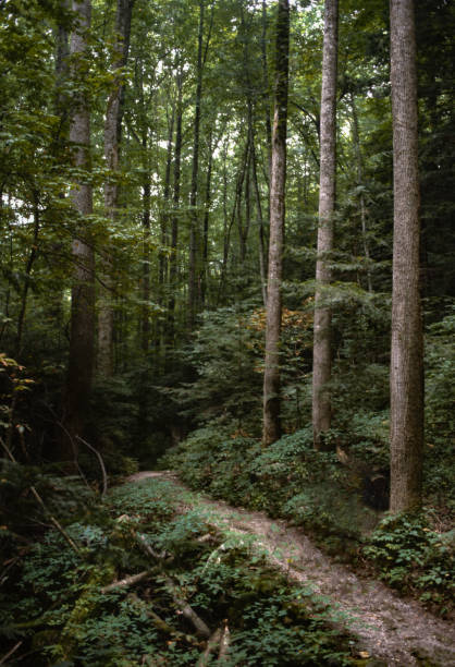 Great Smoky Mountains NP - Trail - 1991