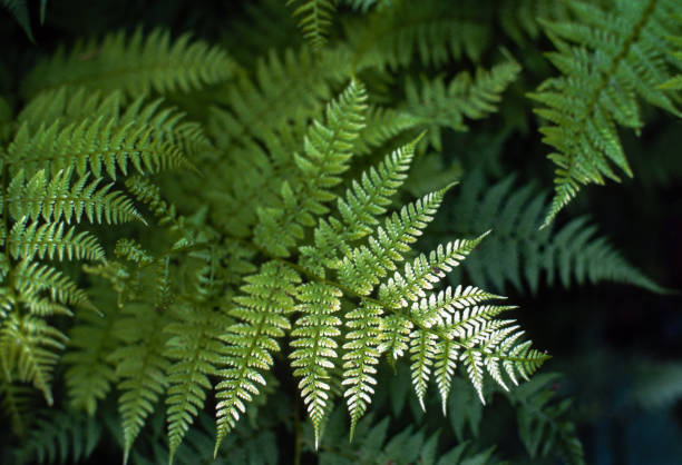istock Great Smoky Mountains NP - Ferns - 1987 1219650660