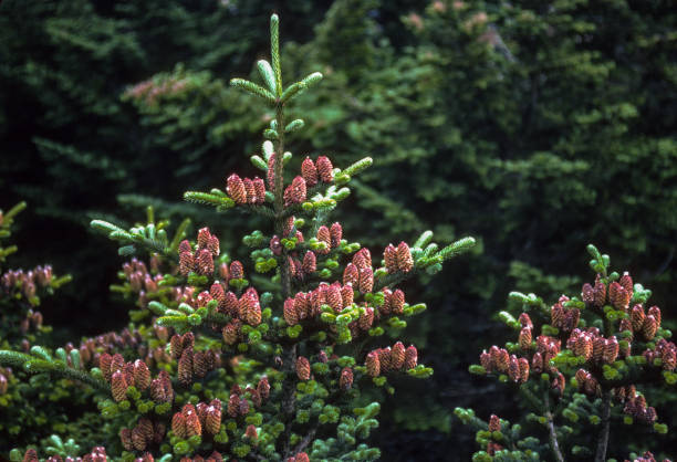 Great Smoky Mountains NP - Clingman's Dome Spruce Tree & Cones - 1991