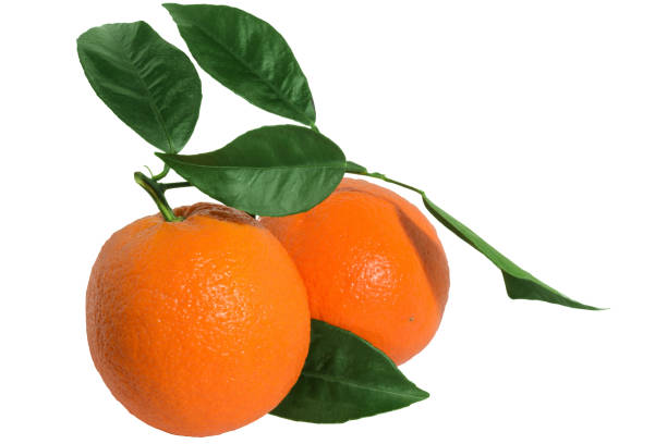 istock Two orange on a branch with leaves Isolated on a white background 1219650856