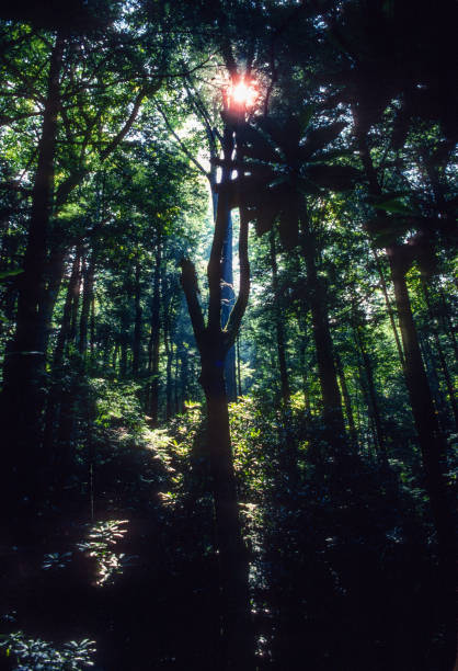 Great Smoky Mountains NP - Backlit Forest & Sun - 1991