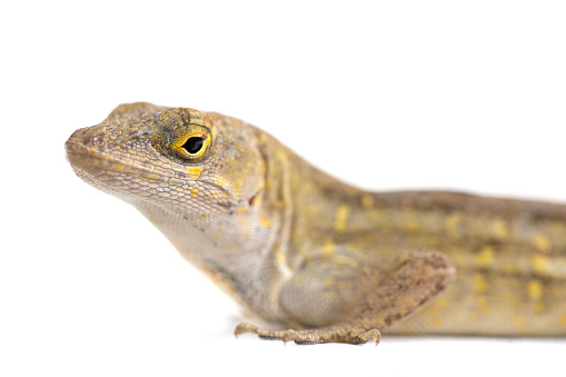 Macro portrait of a Floriza lizard.
