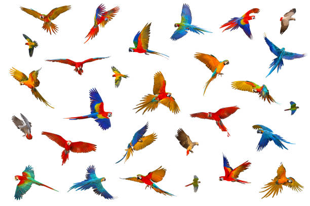 Parrot Colorful parrots isolated on white background. scarlet macaw stock pictures, royalty-free photos & images