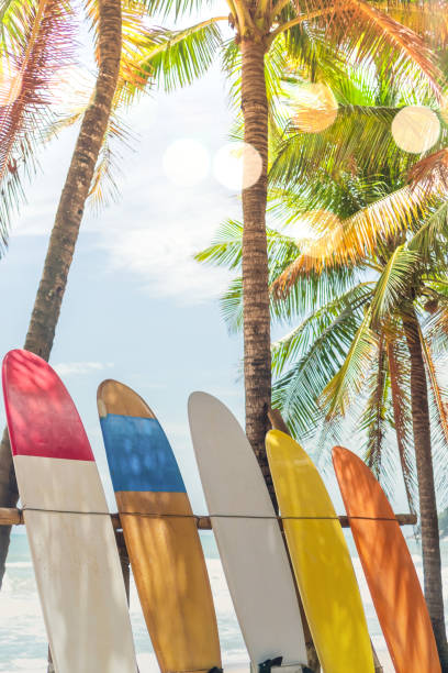 istock Many surfboards beside coconut trees at summer beach with sun light and blue sky background. 1219652437