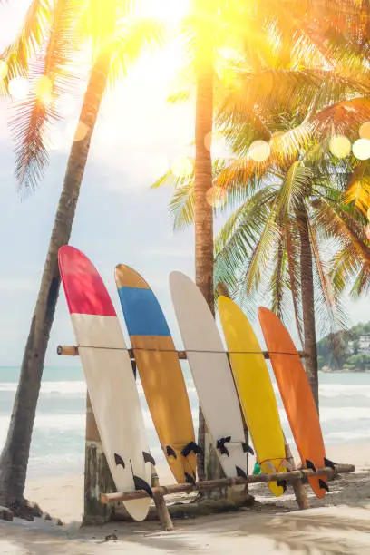 Many surfboards beside coconut trees at summer beach with sun light and blue sky background.