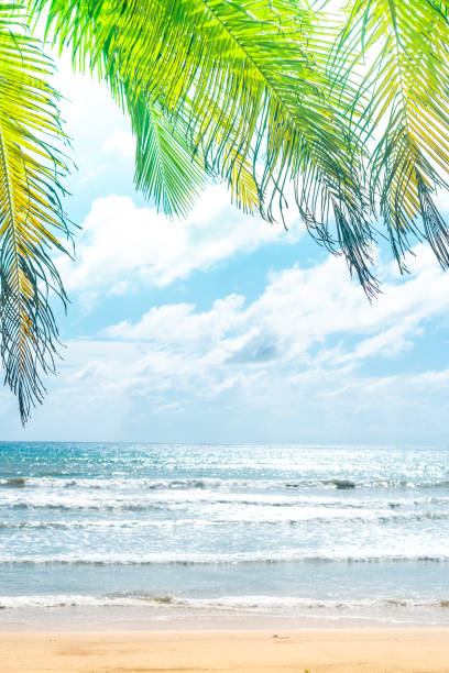 istock Tropical nature clean beach and white sand in summer with palm tree leaf sun light blue sky and bokeh abstract  background. 1219652475