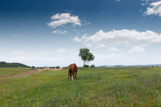 A photo of a beautiful  brown horse on a green field