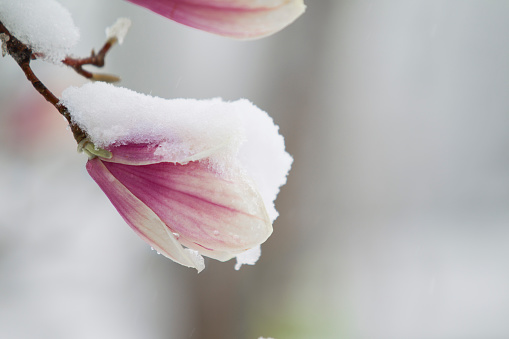 Snow Covered Magnolia Flower in April in New England