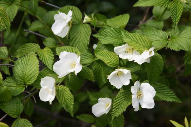 istock Rhodotypos scandens Jet bead blossoms 1219661626