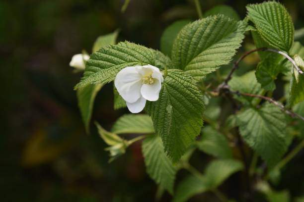 istock Rhodotypos scandens Jet bead blossoms 1219661630