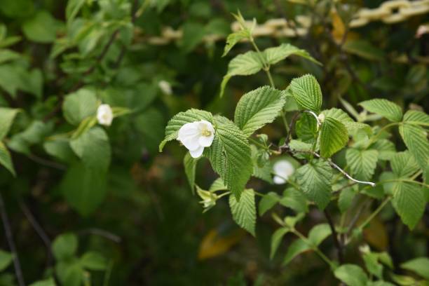 istock Rhodotypos scandens Jet bead blossoms 1219661631