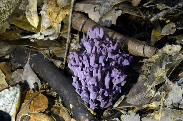 funghi corallo viola, clavaria zollingeri, che cresce in lettiera fogliare sul pavimento temperato della foresta pluviale a sydney, australia - coral fungus foto e immagini stock