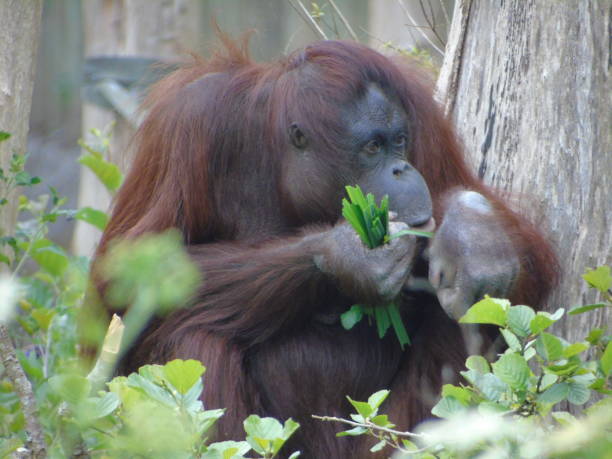 istock Orangutan enjoying her food 1219663631
