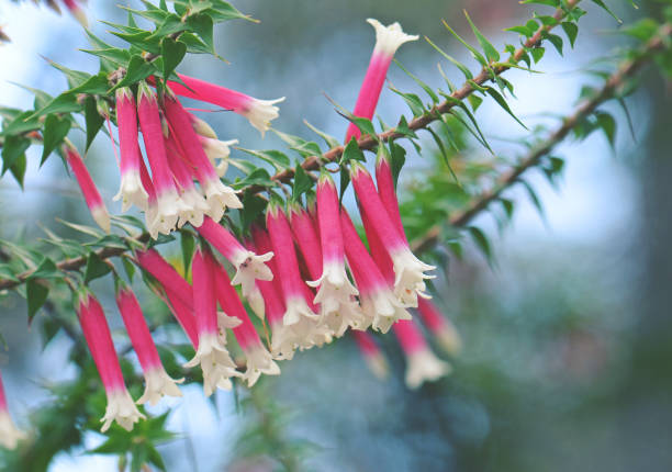 cloches de fleurs rouges et blanches de la bruyère australienne fuchsia, epacris longiflora - corolle photos et images de collection