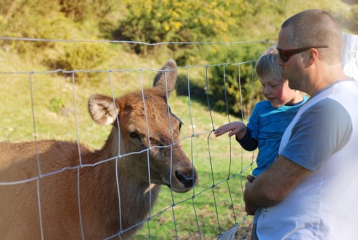 A Father holds his Toddler as he pets a Reindeer at a Petting Animal Park.