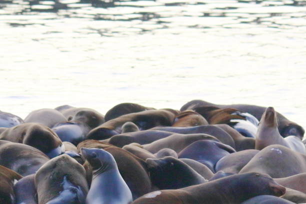 istock San Francisco sea lions at pier 39 1219667516