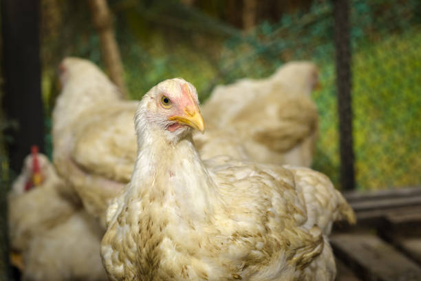 Close up of chicken in poultry farm, White chicken farming industry. selective focus.