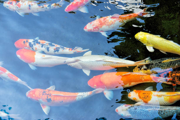 istock Koi fish swimming in the pond 1219669447