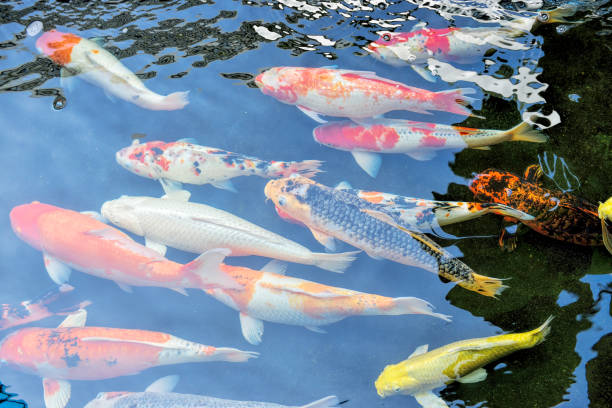 istock Koi fish swimming in the pond 1219669463
