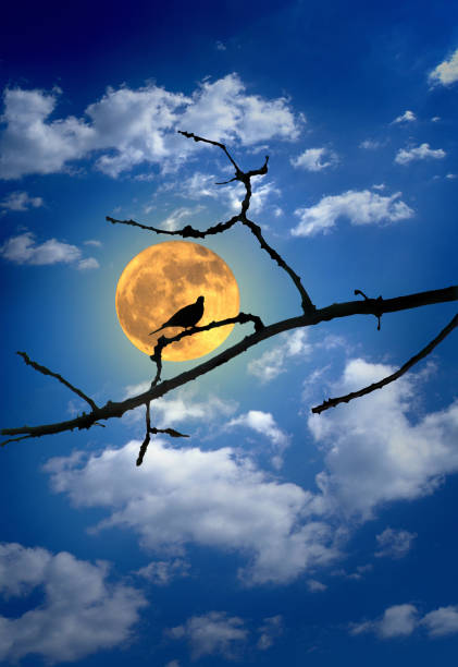 istock Bird Infront of the Moon 1219672933