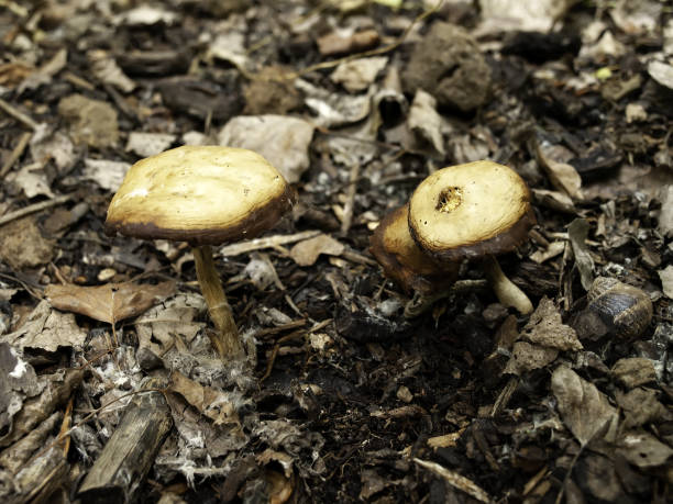 istock Wild mushrooms in the forest 1219673035
