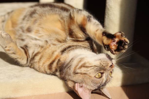 istock A cat that puts a cute hand on its mouth. 1219674004
