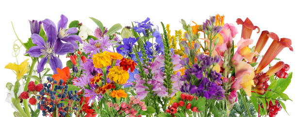 istock Summer August time  leaves and flowers line border macro . Isolated 1219674178