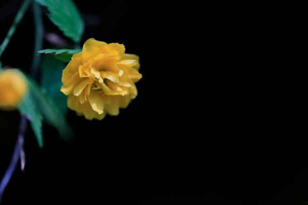 istock beautiful yellow flowers 1219674396