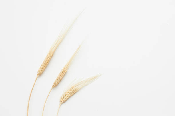 Wheat seed heads isolated on white background