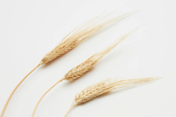 cabezas de semillas de trigo aisladas sobre fondo blanco - wheat winter wheat cereal plant spiked fotografías e imágenes de stock