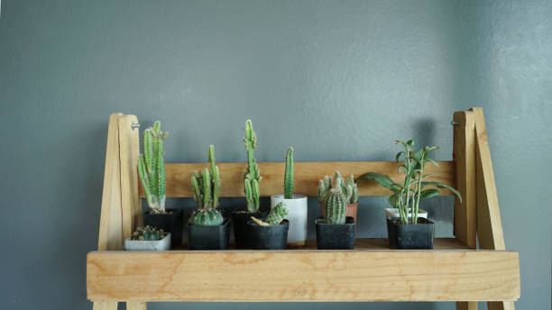 istock Cactus tree on wooden table .Indoor garden plant .Background  is space  grey wall 1219675172