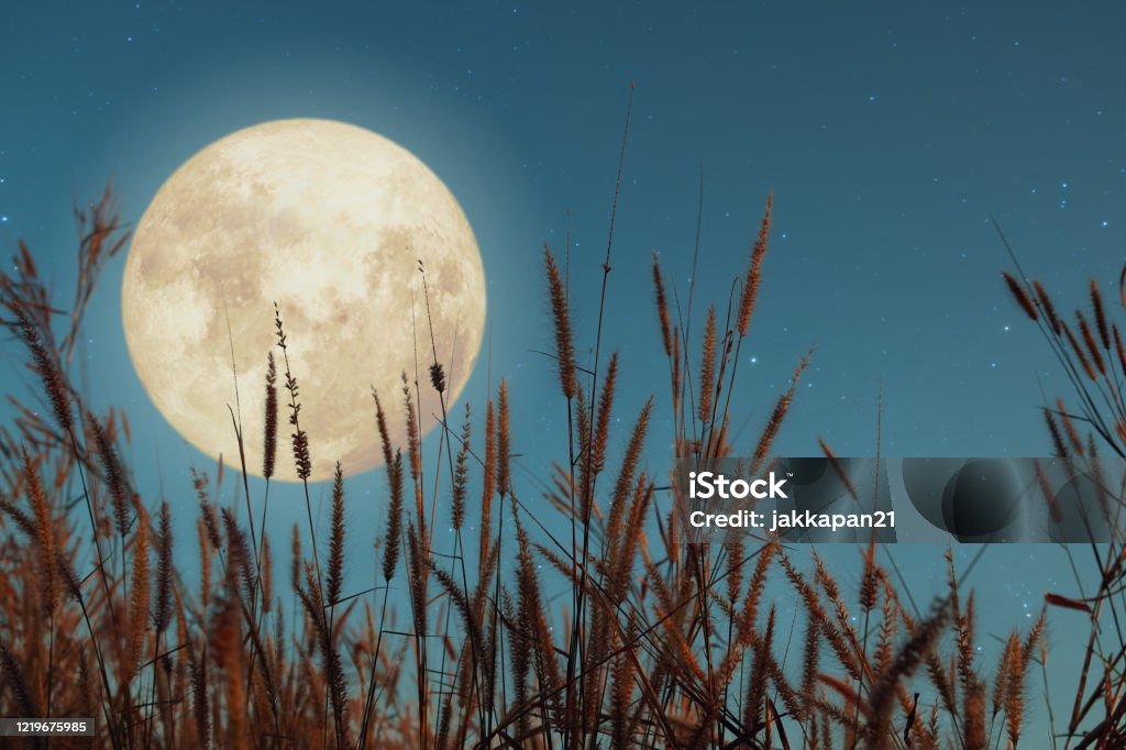 Beautiful nature fantasy - wild grass and full moon with star. Beautiful nature fantasy - wild grass and full moon with star. Retro style with vintage color tone. Fall season, halloween and thanksgiving in night skies. autumn background concept. Autumn Stock Photo