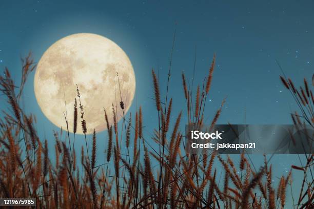 Beautiful Nature Fantasy Wild Grass And Full Moon With Star Stock Photo - Download Image Now