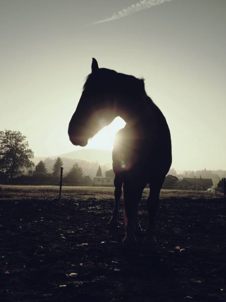 Horses On The Autumn muddy meadow, cold autumn sun at horizon