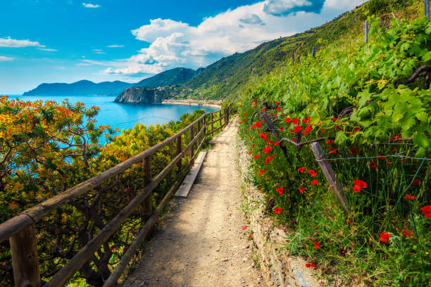 Flowery hiking path in the vineyard, Manarola, Liguria, Italy Picturesque flowery hiking trail and vineyards with red poppies on the Cinque Terre coastline, Manarola, Liguria, Italy, Europe spezia stock pictures, royalty-free photos & images