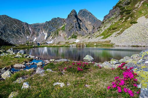 Admirable place with season specific pink rhododendron flowers and Taul Portii alpine lake in the Retezat mountains. Well known hiking and touristic location, Carpathians, Romania, Europe