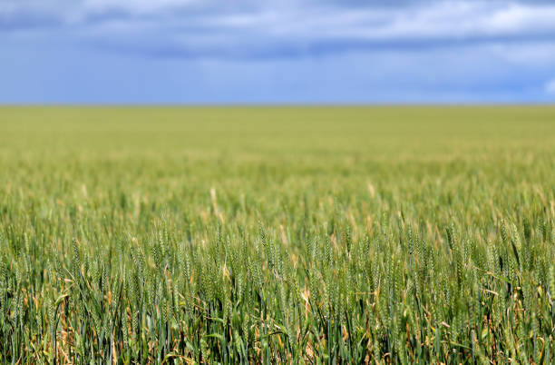 Planta de Cereales Barley Cultivo Paisaje Rural - foto de stock