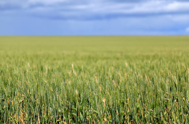 Cereal Plant Orzo Agricoltura Coltivazione Paesaggio rurale - foto stock