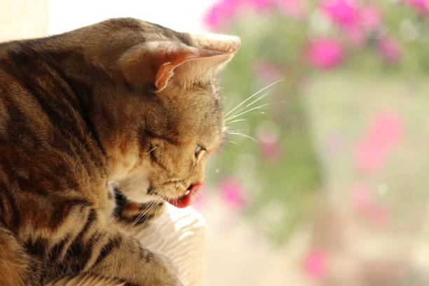 istock Cute tongue-out cat relaxing on the windowsill. 1219679031