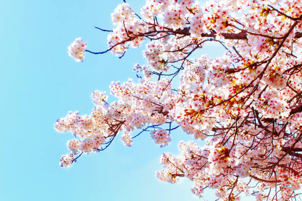 istock Beautiful cherry blossom sakura in spring time over blue sky.Cherry blossom in full bloom. 1219680248